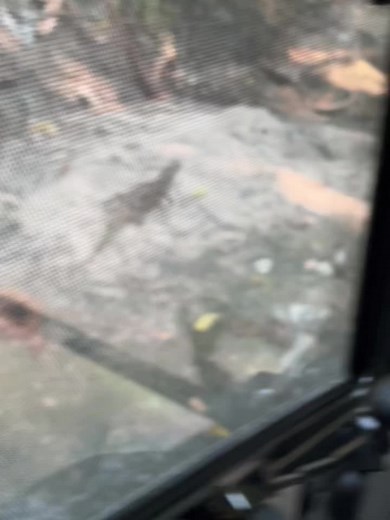 Exploring Wildlife: A Lizard's Journey in Nature