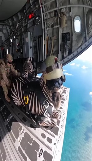 zebra navy #navy #mission #military #drop #zebra