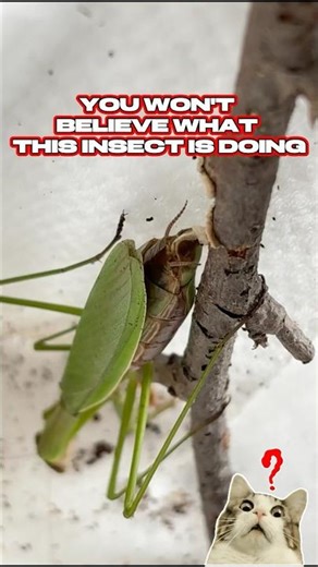 Incredible Close-up of a Praying Mantis Molting! #viral #shortvideo