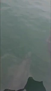 Dolphins out to play. Summer is nearly here 🥰 #camplifeisthebestlife #camplife #tent #shellisland #Summer2025Ready #camp #wales #VW #shellislandlife #tentbox #beach #dolphins #summer #walesadventure #shellislandwales | Shell Island