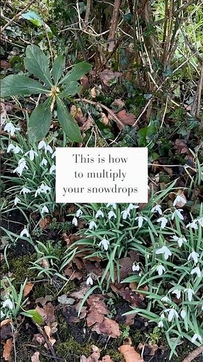 This is how to multiply your snowdrops