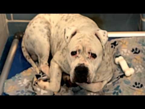 A woman adopted 'saddest' shelter dog. Now he won't stop smiilng.