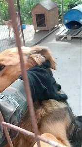 7.6K views · 142 reactions | Zıpzıp凉♥️ Böyle bir güzelliğin yeri barınak mı sizce , bizce asla değil Cok sevgi dolu cok heyecanlı pamuk gibi bir bebek o ! Hayatınızda lütfen ona da yer olsun daha fazla barınakta beklemesin .. İskele barınağında beklıyor ailesini , ömürlük yuvasını o sizi cok sevecek bunu hissettniz değil mi? #satınalmasahiplen Zıpzıp bugun barınakta son günün olsun | Altın Patiler Derneği | Facebook