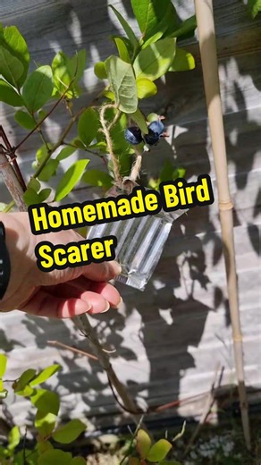 Homemade Bird Scarer to Protect Blueberries