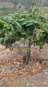 This Mango Tree Trick Will Blow Your Mind! 🔥 #MangoHack #TreeGrafting #GrowMangoFast #FruitTreeTrick #DIYGardening #GreenThumb #PlantTok #GardeningHacks #backyardfarming #TropicalFruits #HomeGardening #plantmagic | Morgan Venn