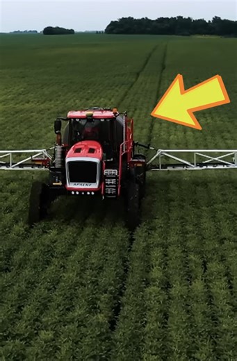 The Soybean Aphids Are Out Of Control!