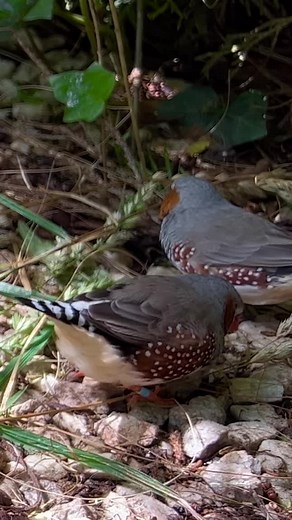 Zebra Finches | Aviary Birds