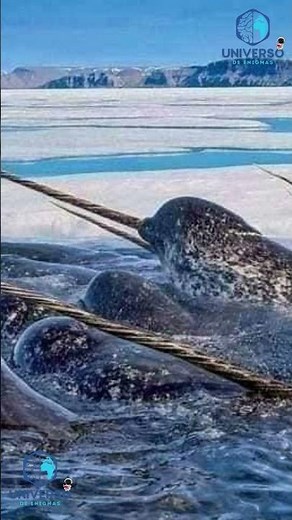 THE NARWHAL "THE UNICORN OF THE SEA"