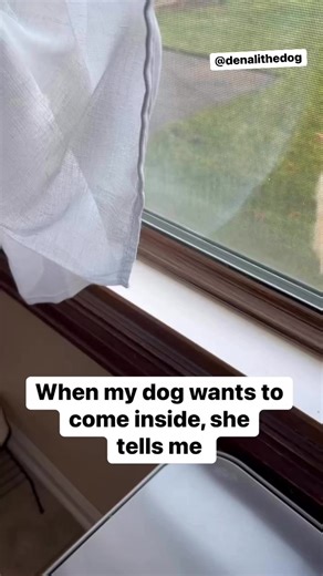 491K views · 5.4K reactions | When my dog wants to come inside she tells me. #dogsofinstaworld #petsofinstagram #goldenretriever #dogsterdogs #welovedogs #dogs #dog #foryou #foryoupage @dogs | Denali The Dog | Facebook