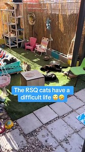 1.8K views · 89 reactions | #RsqCats #RuralRescue #adopt | RSQ | Facebook
