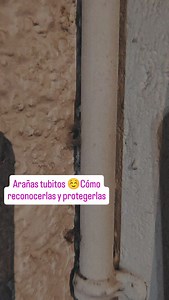 13 reactions · 4 comments | La araña tubito es importante para el ecosistema porque controla las plagas de insectos Enseñemos a nuestros niños y jóvenes a conocer de insectos, animales para no temerles a todas sin razón alguna. #equipopiac | Psicóloga Infantil-Adolescente Concepción | Facebook