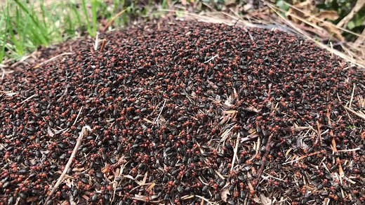 5.8K views · 152 reactions | Teamwork makes the dream work! The...