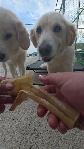 There's so much oil coming out #Namhae #Ppokkumi #Mongsil #Puppy #Snack