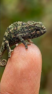 Tiniest chameleon caught on camera today🦎 #macrophotography #wildlifephotography #cinematic#nature