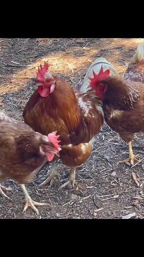 Celebrating and Remembering Donald when he was well. After more than 6 years of being hen pecked and protecting his girls in the village, Donald’s life is ending. Along with Julie they fought a huge fight trying to beat the canker, however it was just too far gone. With broken hearts we had to say goodbye to our King of WGAC kingdom. He will be so missed. We all adored Donald 😢❤️ Julie, we know this has been one of the most saddest days for you. ❤️ Note This video is Donald when healthy & happy