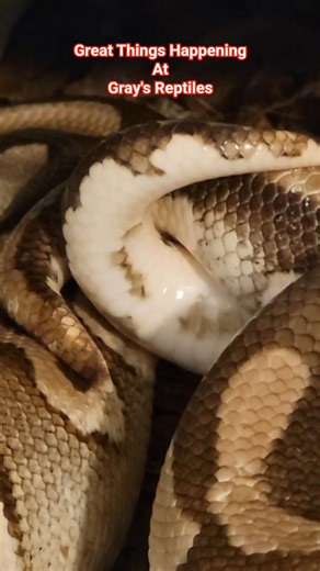 Great Things Happening At Gray's Reptiles