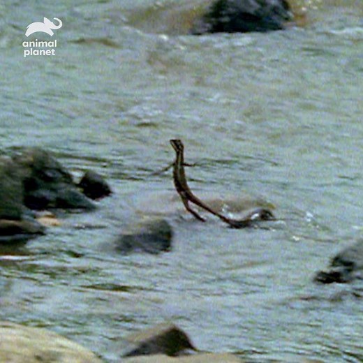 1.2M views · 573 shares | This lizard walks on water like the messiah! #AnimalsDoThat | Animal Planet | Facebook