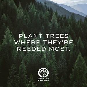 The benefits of trees are undeniable. End the year by planting more of them so they can lower temperatures, capture carbon, and so much more. | Arbor Day Foundation