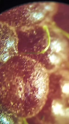 In-Depth Look at a Fresh Raspberry: Close-Up Details