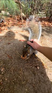 5.5K views · 202 reactions | Petting and hand feeding gray squirrels! #squirrelwhisperer #amazing #squirrel #wildanimals #nature #squirrelfriends #backyardwildlife #connectwithnature #melgsbackyard #melgsbackyardsquirreling | Melanie Getchell | Facebook