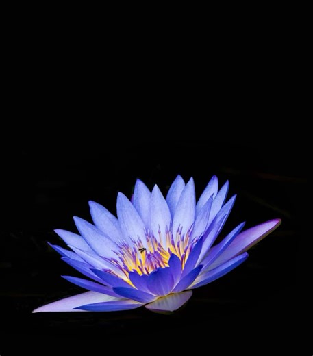 Sacred Blue Water Lily of Ancient Egypt
