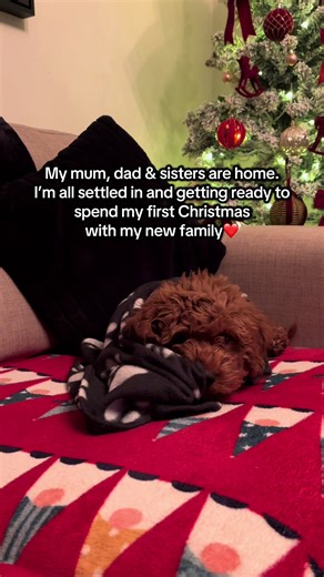 Hi Santa 🎅🐾 This year I don’t need anything fancy… I already got my forever family🤍First Christmas at my new home & my heart is full 🎄 Love Teddy 🐶❤️ #puppydog #cavapoochon #dog