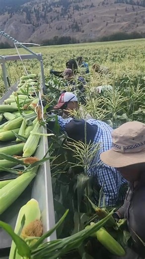 sweet corn packing loading Sweet corn season is here! 🌽🌽🌽 • #vegetablefarming #bcagriculture #johndeere #proveyor sweetcorn #corn #harrypottervest #farming follow like share | Jjosevaldovinos29