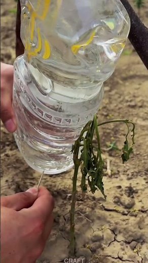 Watering Plants with a Plastic Bottle