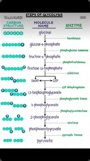 Steps of glycolysis #education #biology #bio