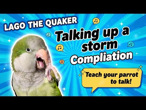One Full Hour of a Talking Quaker Parrot | Lago Talks Non-Stop Talking for 1 Hour | Bird TV