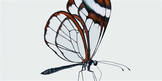 Nothingが新製品登場を予告。ヒントは蝶々？