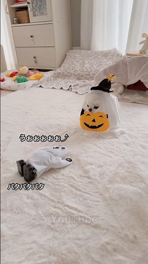 絶対に動じないシュールな犬うにちゃん。【おもしろ動画】【ハロウィン】 #halloween #チワワ #コスプレ犬