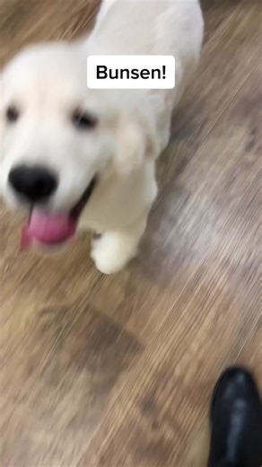 Andrea Arden Dog Training on TikTok