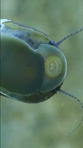 These Animals Kill Way More Than Sharks #wildlife #shocking