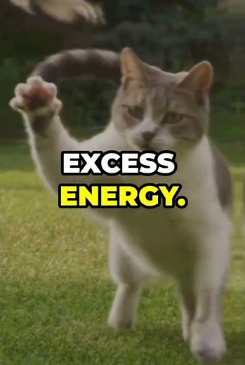 Why Do Cats Love to Pounce 🐱💥