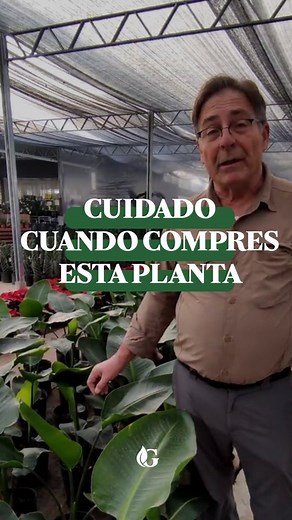 Guillermo Grimoldi on Instagram: "Antes de tener una STERLITZIA conoce esto❗ 🟠Strelitzia reginae (Flor de pájaro): Es la de menor crecimiento y da flores anaranjadas. Es una planta de climas tropicales/cálidos y de fácil cuidado. Necesita: Buena luminosidad, suelos ricos, húmedos y riegos moderados. - Soporta heladas tenues. ⚪Sterlitzia nicolai: Alcanza un gran crecimiento y da flores blancas muy bonitas. Necesita: espacios amplios e iluminados (sin ser sol directo) y climas templados con suelo