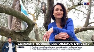 Comment nourrir les oiseaux l'hiver ?