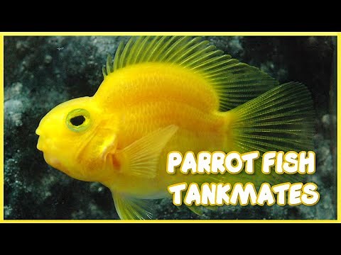 Tankmates of Freshwater Parrot Fish