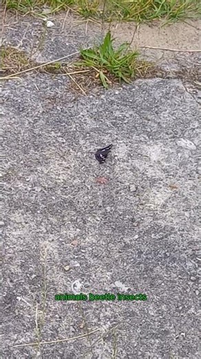 Animals Beetle Insects Butterfly close-up 1