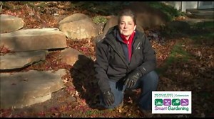 Don’t sweep your leaves to the curb! Mulch them back into your lawn or garden