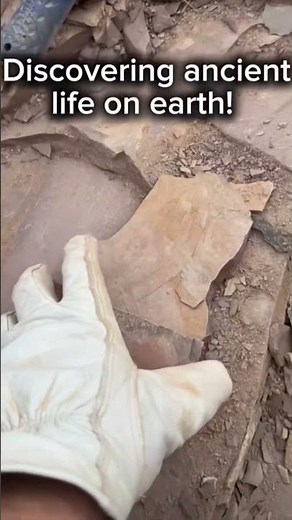 We Unearthed Something Incredible in Utah #fossilhunting #discovery #shorts