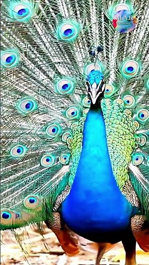 Peacock Calling 🦚🔊 | Real Peacock Sound in Nature #shorts
