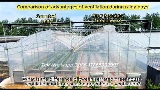 Is it often cloudy and rainy in your area? So you need a greenhouse that can still open windows for ventilation and dehumidification on rainy days. #greenhouse manufacturer #greenhouse ventilation #hydroponic system #agricultural planting #strawberry