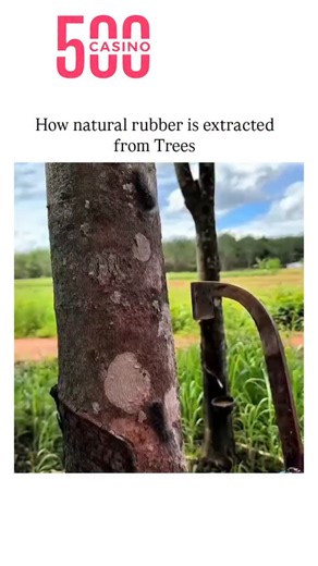 crazy & trending video on Instagram: "The video accurately depicts the traditional tapping process for natural rubber from Hevea brasiliensis trees, where workers make shallow spiral incisions to collect latex sap, a sustainable method yielding up to 30 years per tree in Southeast Asian plantations. Posted on November 30, 2025, by @gadaakhlakk_ —an account sharing quick educational clips—the content amassed 17 million views largely due to a brief moment where the worker flicks a fuzzy caterpilla