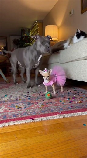 😂 Dog, Cat & Chihuahua Dramatic Explosion Acting! 🎬#pets #funny #cat #dog #animals
