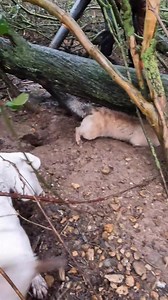 The pack is back at it again! Clip 1: 'Polly', a Lakeland terrier pulls a large adult rat from its run. Unfortunately as is fairly common with Polly, it managed to grab her back. Without any fuss she continues to subdue and dispatch the rodent as quickly as possible. Clip 2: The leaf blower gets the rats under this tree moving. Several young rats make a bolt for it, but 'Daisy' a Parsons terrier is too fast. Clip 3: Both Polly and Daisy put a stop to the adult of the best under the tree. | Suffo