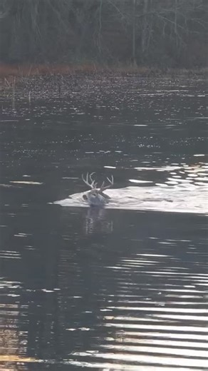 Buckmasters™ on Instagram: "Can honestly say we’ve never seen anything quite like this… 🦌 Videoed and shared by Nick Brisson but first seen by us at @truebuckhunters"