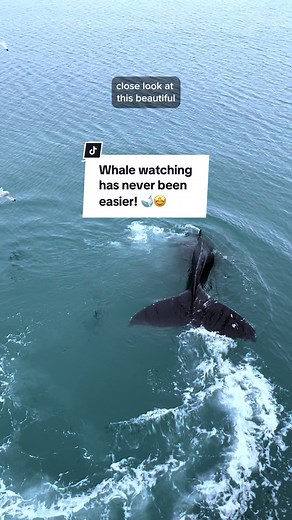 Whale Watching in Iceland: Easy Spotting in Hafnarfjörður