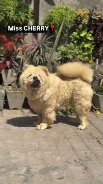 charry 🐕🦮🐕‍🦺🤗🇮🇳🇮🇳🇮🇳🇮🇳🇮🇳