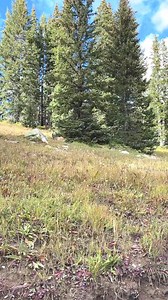 Bedded #muledeer #deer #hunting #highcountry | Tanaly Somala